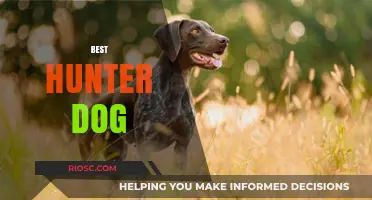 Top Breeds for the Ultimate Hunting Companion: Choosing the Best Hunter Dog for Your Needs