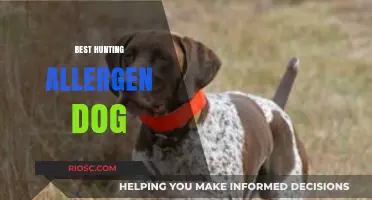 Top Hypoallergenic Hunting Dog Breeds: Perfect Companions for Allergy-Prone Hunters