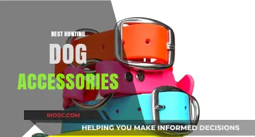 Essential Hunting Dog Accessories: Gear Up for Success in the Field