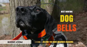 Top Hunting Dog Bells: Enhance Safety and Tracking in the Field