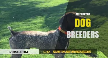 Top-Rated Hunting Dog Breeders: Where to Find Your Next Loyal Companion