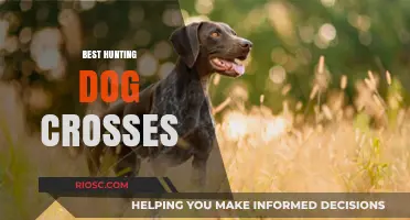 Top Hunting Dog Crossbreeds: Unlocking the Ultimate Companion for Your Outdoor Adventures