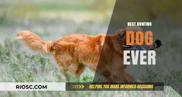 The Ultimate Companion: Unveiling the Best Hunting Dog Ever