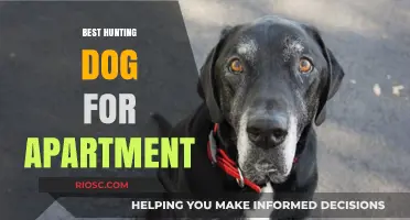 Compact Companions: The Best Hunting Dog Breeds for Apartment Living