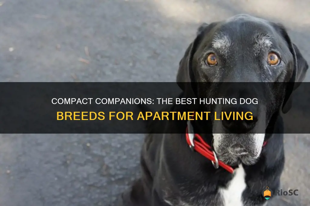 best hunting dog for apartment