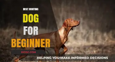 Top Hunting Dog Breeds Perfect for Beginners: A Guide to Choosing Your First Companion