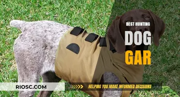 Top Hunting Dog Gear: Essential Equipment for Your Canine Companion in the Field