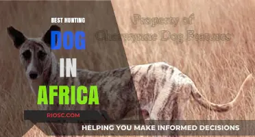 Top African Hunting Dog Breeds: Unmatched Skills and Loyalty in the Wild
