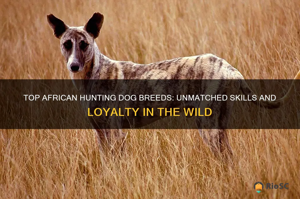 best hunting dog in africa