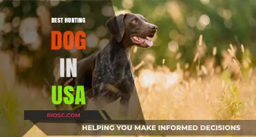 Top Hunting Dog Breeds in the USA: Which One Reigns Supreme?