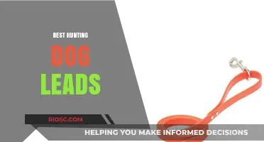 Top-Rated Hunting Dog Leads: Essential Gear for Your Canine Companion in the Field