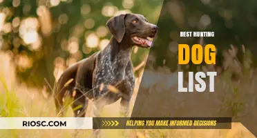 Top Hunting Dog Breeds: The Ultimate Guide to Choosing Your Perfect Companion