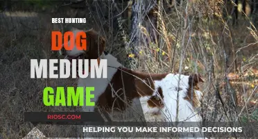 Top Medium Game Hunting Dogs: Breeds That Excel in the Field