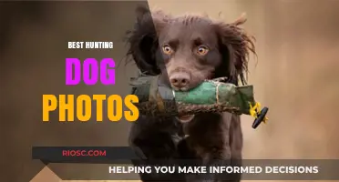 Stunning Shots: Capturing the Beauty and Skill of the World's Best Hunting Dogs in Photos