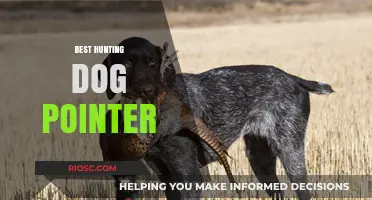 Top Traits and Breeds: Choosing the Best Hunting Dog Pointer for Your Next Adventure