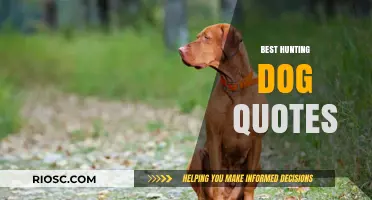 Loyal Companions and Unbreakable Bonds: Inspiring Hunting Dog Quotes for Every Sportsman