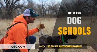 Top-Rated Hunting Dog Training Schools: Where to Find the Best Programs for Your Canine Companion