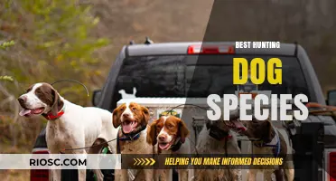 Top Hunting Dog Breeds: Loyal Companions for the Ultimate Outdoor Adventure
