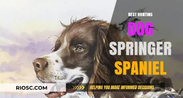 Why the Springer Spaniel is the Ultimate Hunting Companion: Top Traits and Training Tips