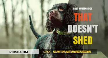Top Non-Shedding Hunting Dog Breeds for Allergy-Friendly Outdoor Adventures
