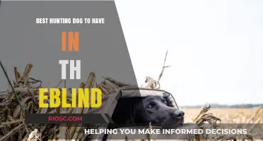 Top Hunting Dog Breeds for Blind Hunters: Reliable Companions for the Field