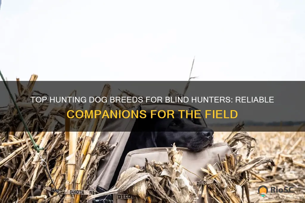 best hunting dog to have in th eblind