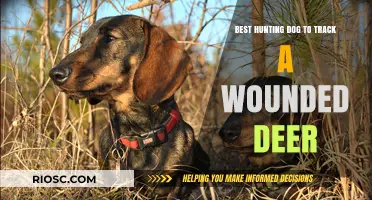 Top Hunting Dog Breeds for Tracking Wounded Deer: Expert Recommendations