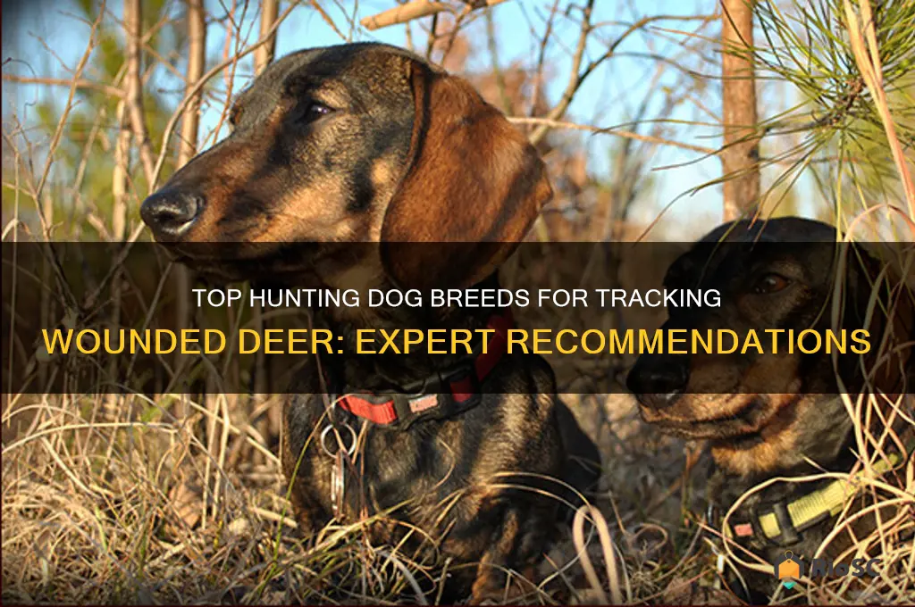 best hunting dog to track a wounded deer