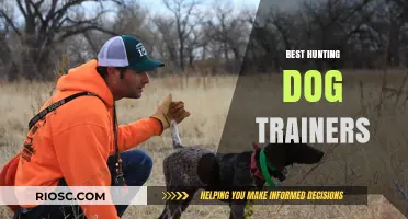 Top Hunting Dog Trainers: Expert Tips for Raising and Training the Ultimate Hunting Companion