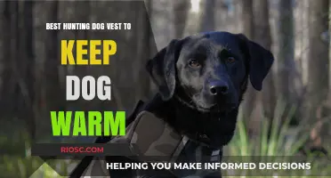 Top Hunting Dog Vests for Ultimate Warmth and Comfort in the Field