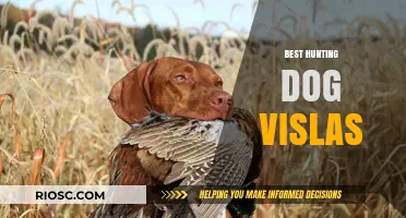 Why Viszlas Are the Ultimate Hunting Companion: Top Traits and Training Tips