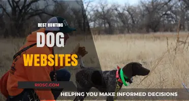 Top Hunting Dog Websites: Expert Resources for Training, Breeds, and Gear