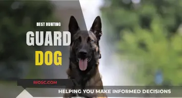 Top Breeds for Hunting Guard Dogs: Loyal Protectors and Skilled Companions