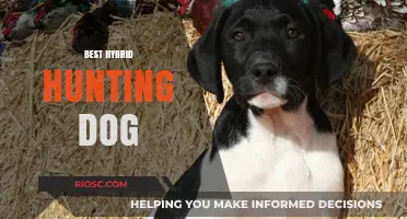 Top Hybrid Hunting Dogs: The Perfect Blend of Instinct and Versatility
