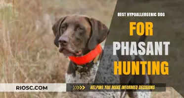 Hypoallergenic Hunting Companion: Top Dog Breeds for Phasant Hunting Without the Allergies