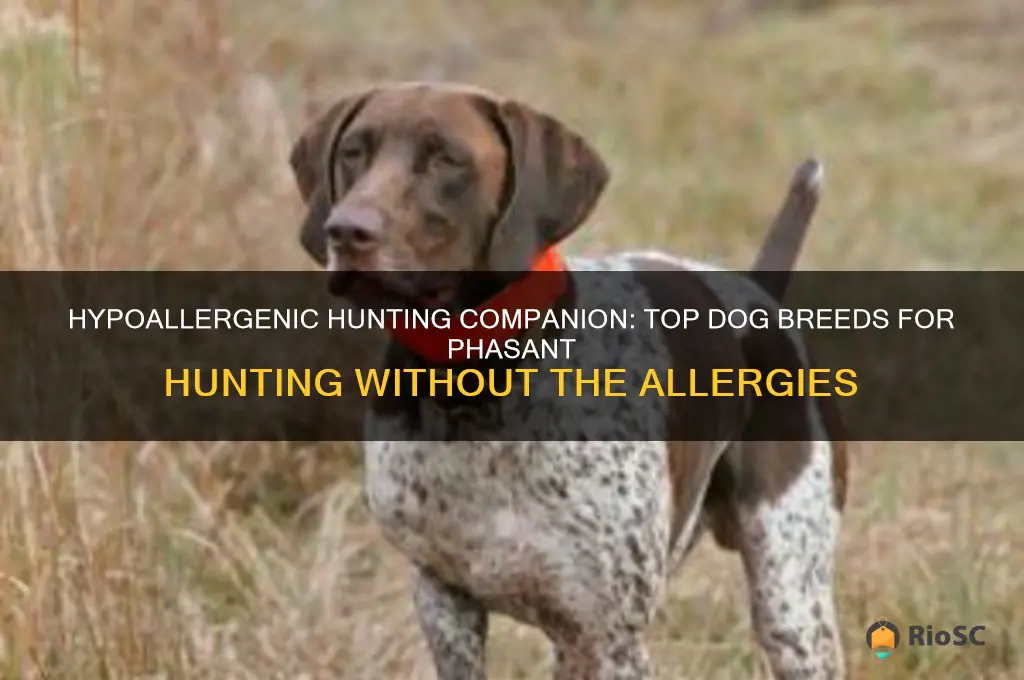 best hypoallergenic dog for phasant hunting