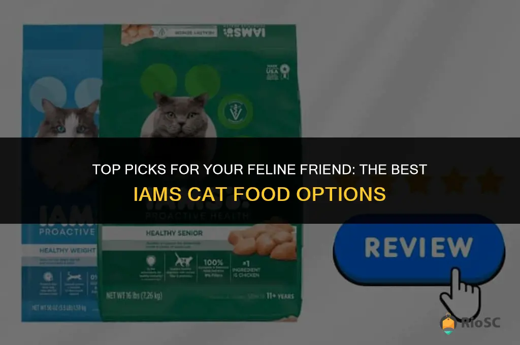 best iams cat food