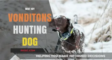 Top Breeds for Icy Conditions: The Ultimate Hunting Dog Guide