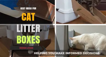 Creative and Practical Cat Litter Box Ideas to Keep Your Home Clean and Your Feline Happy