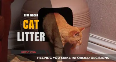 Top Picks for the Best Indoor Cat Litter: Keeping Your Home Fresh and Your Cat Happy