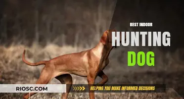 Top Indoor Hunting Dog Breeds: Perfect Companions for Active Indoor Lifestyles