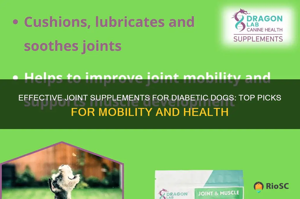 best joint supplement for diabetic dog