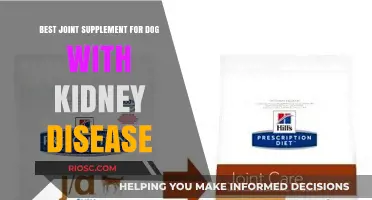 Safe and Effective Joint Supplements for Dogs with Kidney Disease: Expert Recommendations