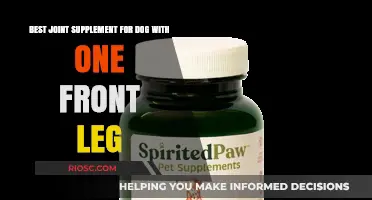 Top Joint Supplements for Dogs with Limited Mobility: Supporting Your One-Front-Leg Companion