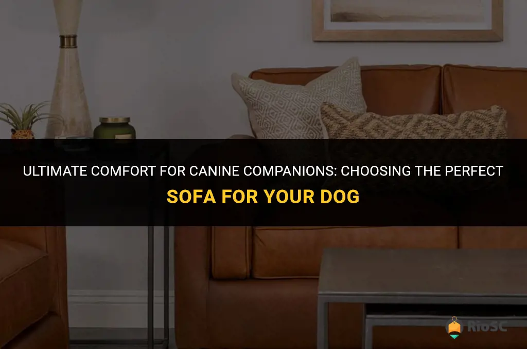 best kind of sofa for dogs