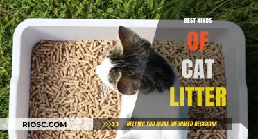 Top Cat Litter Options: Finding the Purr-fect Choice for Your Feline Friend