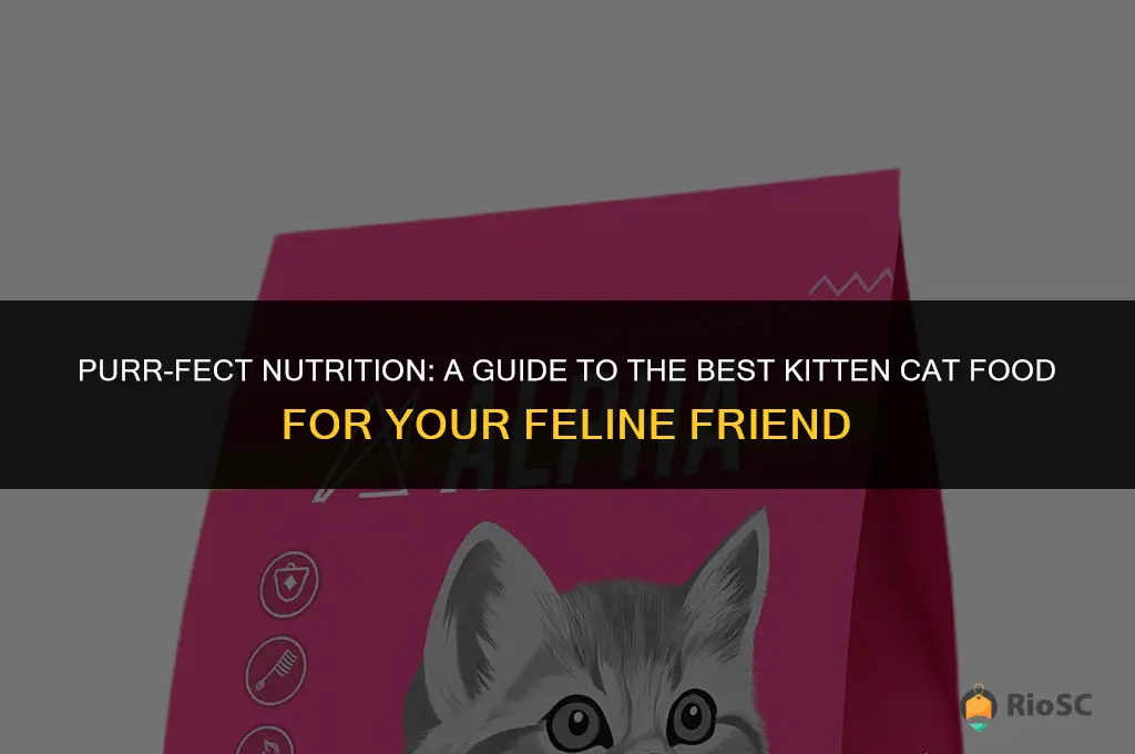 best kitten cat food