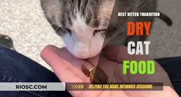 Purr-fect Nutrition: Top Kitten Transition Dry Cat Food Picks for a Smooth Dietary Shift