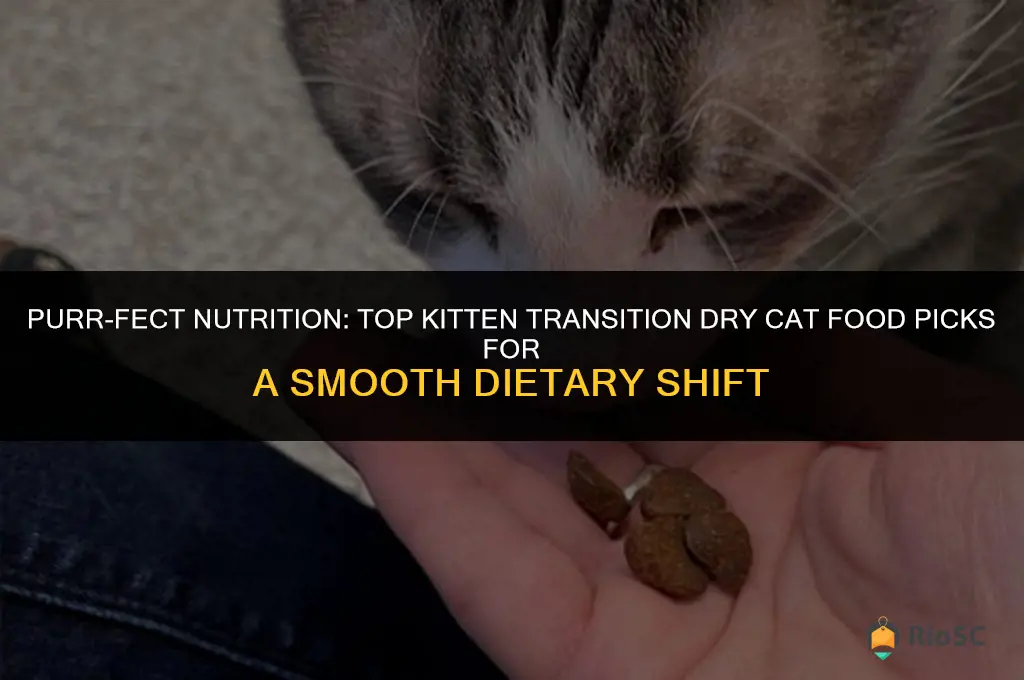 best kitten transition dry cat food