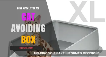 Top Kitty Litter Solutions to Entice Your Cat Back to the Litter Box